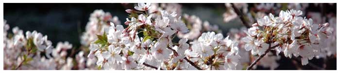 白川河畔の美しい桜が桜樹法律事務所の名前の由来です